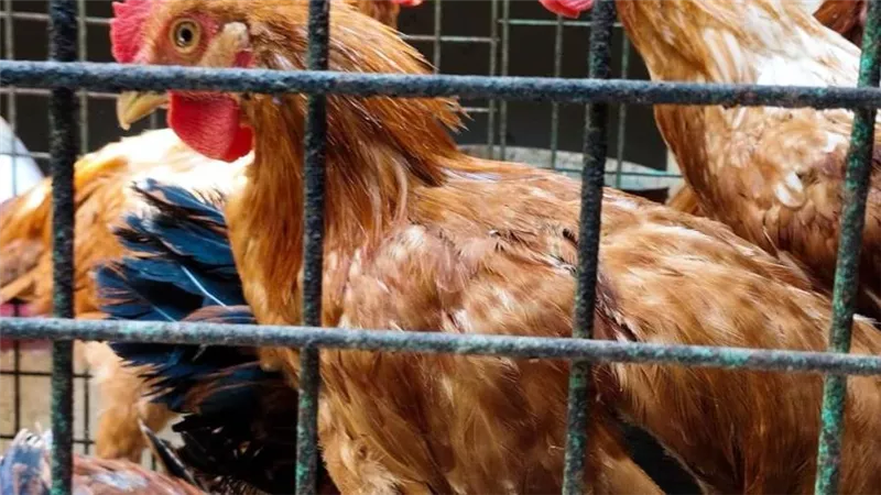 حقيقة انتشار فيروس جديد يصيب الدواجن بالمزارع ويتسبب في نفوقها