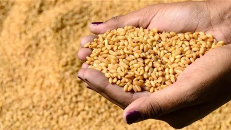الحكومة تكشف عن حقيقة استيراد مصر شحنات تقاوي فاسدة 