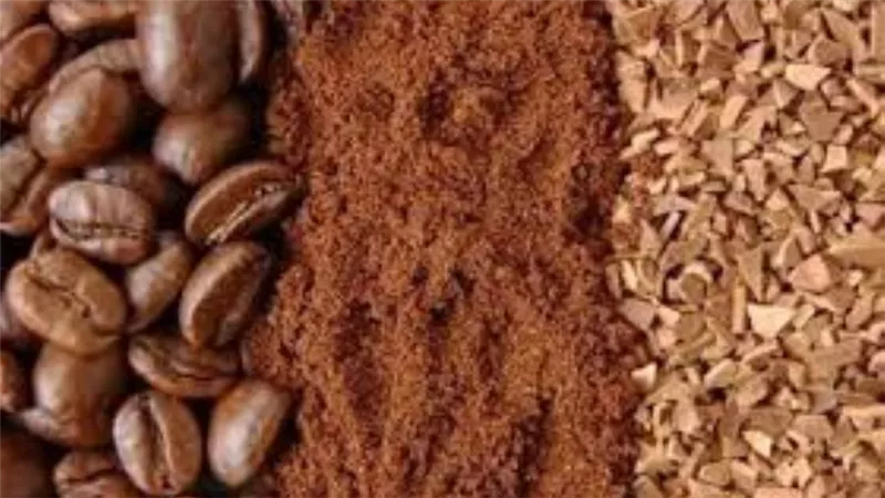 رسميا.. الزراعة تكشف الحل السحري لزيادة إنتاج البن فى مصر