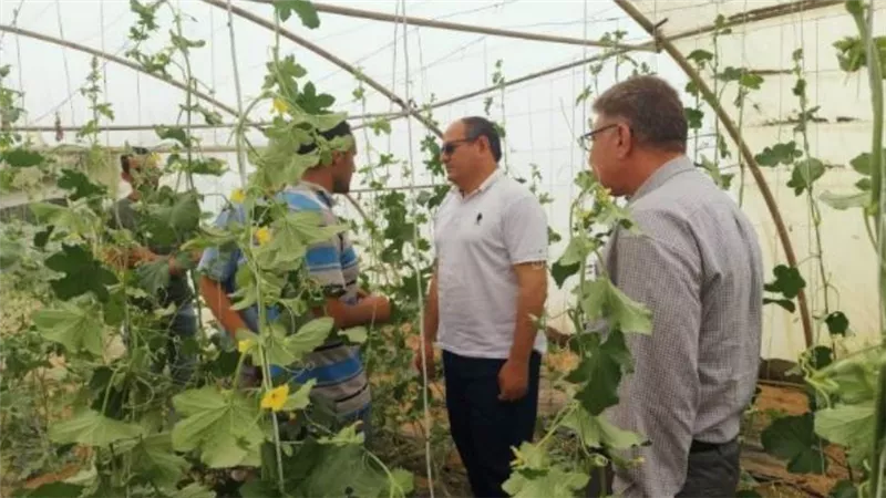 رئيس البحوث الزراعية يتفقد محطة الإسماعيلية وبرامج الخضر وتقاوي البصل والزيتون والصوب