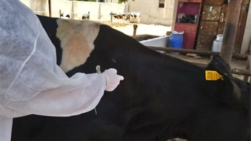 بيطري الشرقية: انطلاق الحملة القومية للتحصين ضد مرض طاعون المجترات الصغيرة