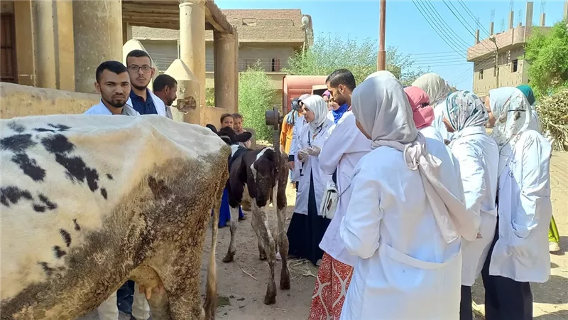 قافلة بيطرية مجانية لجامعة سوهاج بقرية أولاد عزاز