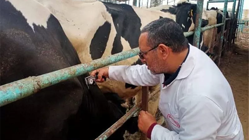 بيطري الشرقية: فحص 4807 رءوس ماشية ضد البروسيلا