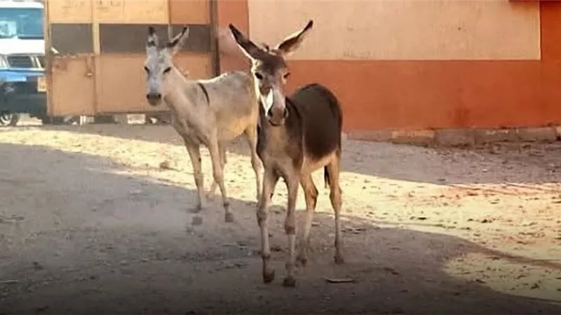 ظهور حِمير داخل فناء مدرسة فى قنا يثير الجدل.. و