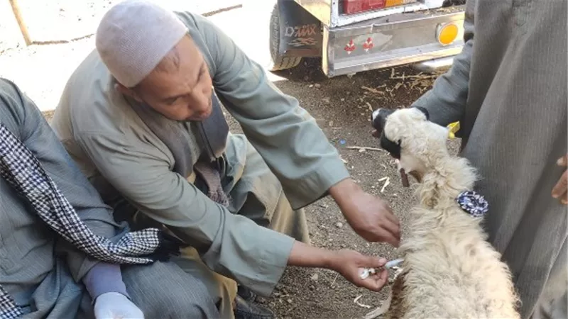بدء فعاليات الحملة القومية الثالثة للتحصين ضد مرض الحمى القلاعية وحمى الوادي المتصدع بسوهاج