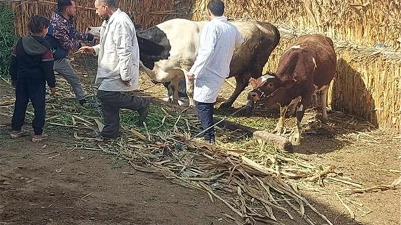 تحصين 63 ألفًا و977 رأس ماشية ضد الأمراض الوبائية في المنيا 