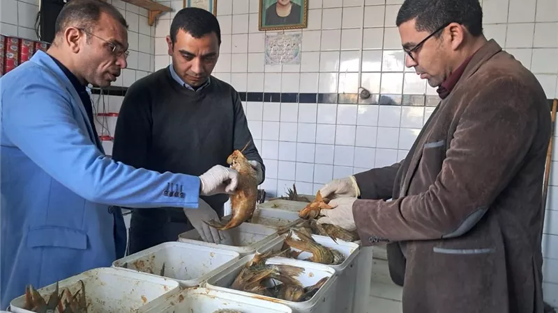 قبل العيد.. ضبط 160 كيلو من الأسماك واللحوم الغير صالحة بسوهاج 