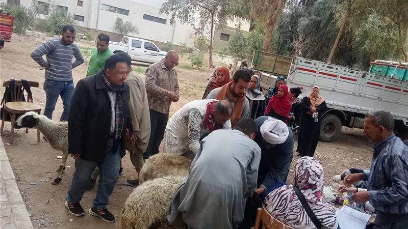 بيطري سوهاج: تسليم 298 رأس أغنام للأسر الأكثر احتياجًا في المراغة وساقلتة