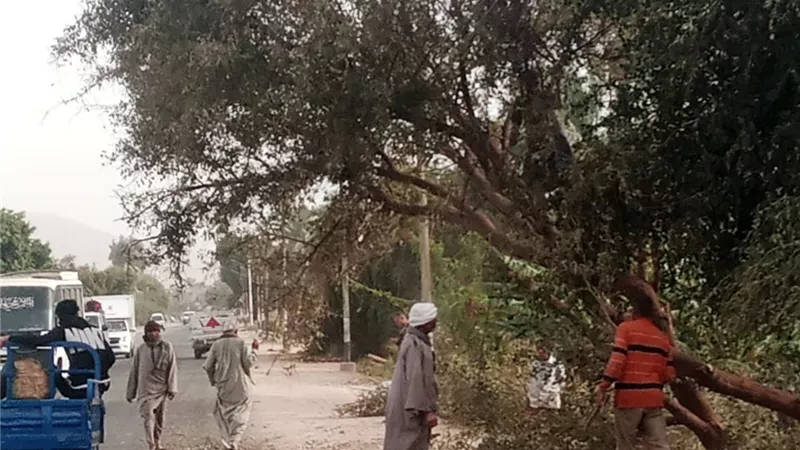  سوهاج تواجه التقلبات المناخية.. فرق الطوارئ بالمحافظة تنجح في التعامل مع سقوط أعمدة كهرباء وأشجار ولوحات إعلانية 