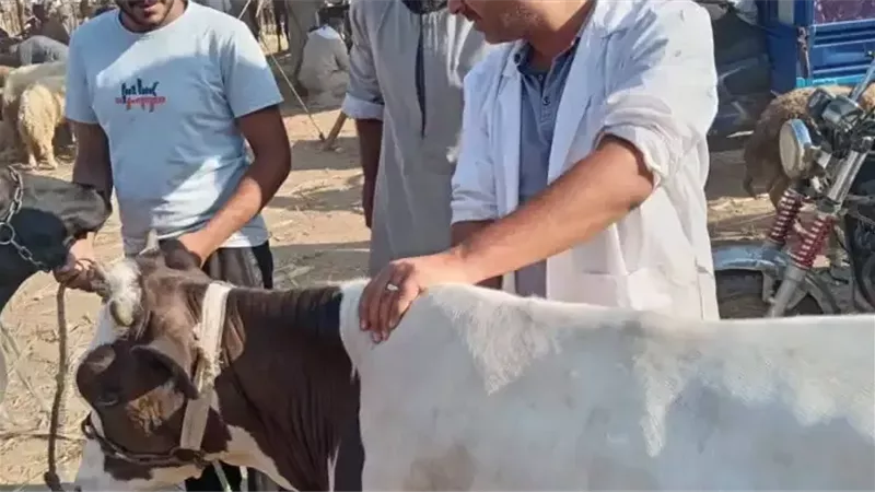 محافظة الجيزة: انطلاق الحملة القومية الثانية للتحصين ضد الحمى القلاعية وحمى الوادي المتصدع
