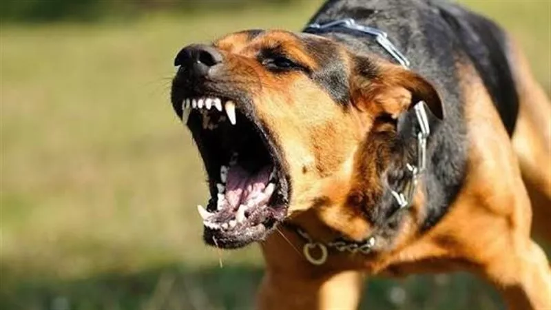 كلب مسعور يعقر 5 أشخاص في قنا 