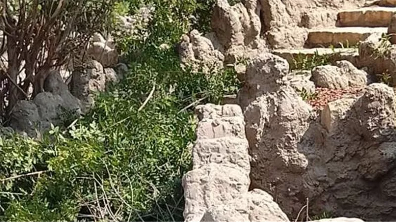 بعد معاينة ميدانية.. «الزراعة» تُؤكد سلامة أشجار حديقة الأسماك بالزمالك وتؤكد التزامها بحماية التراث النباتي