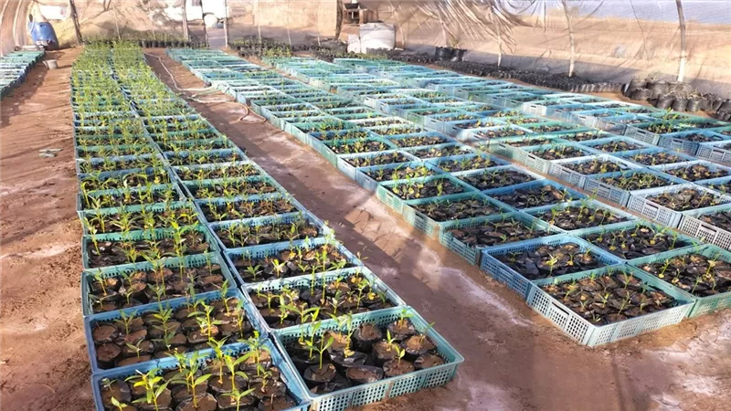 نجاح زراعة  70 ألف شجرة مانجروف بمحمية وادي الجمال  لمواجهة تغير المناخ