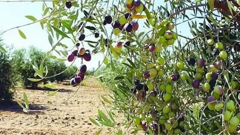 الأمم المتحدة: الهجوم على موسم قطف الزيتون الفلسطيني أداة للتهجير والسلب